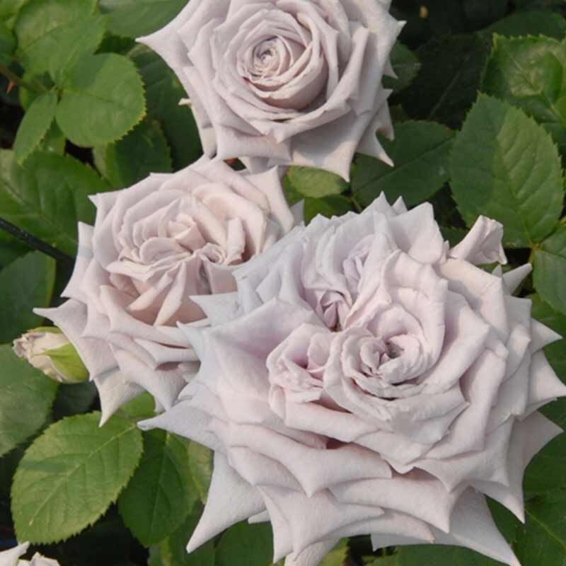Замок Черники (Chateau Myrtille) - Розы Японской Селекции - Розы - Каталог